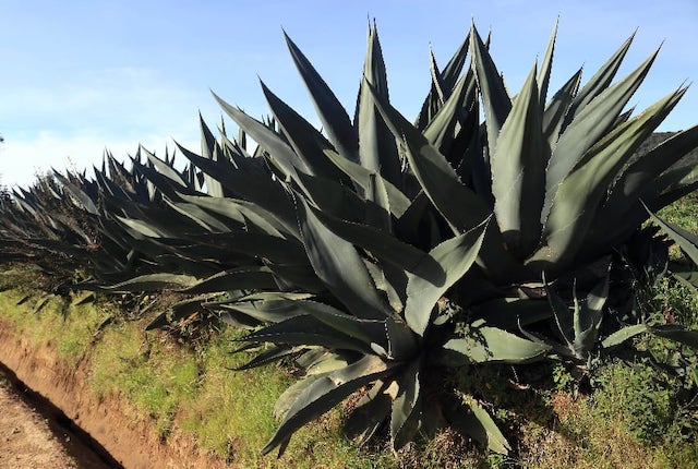 Mexico’s agave elixirs