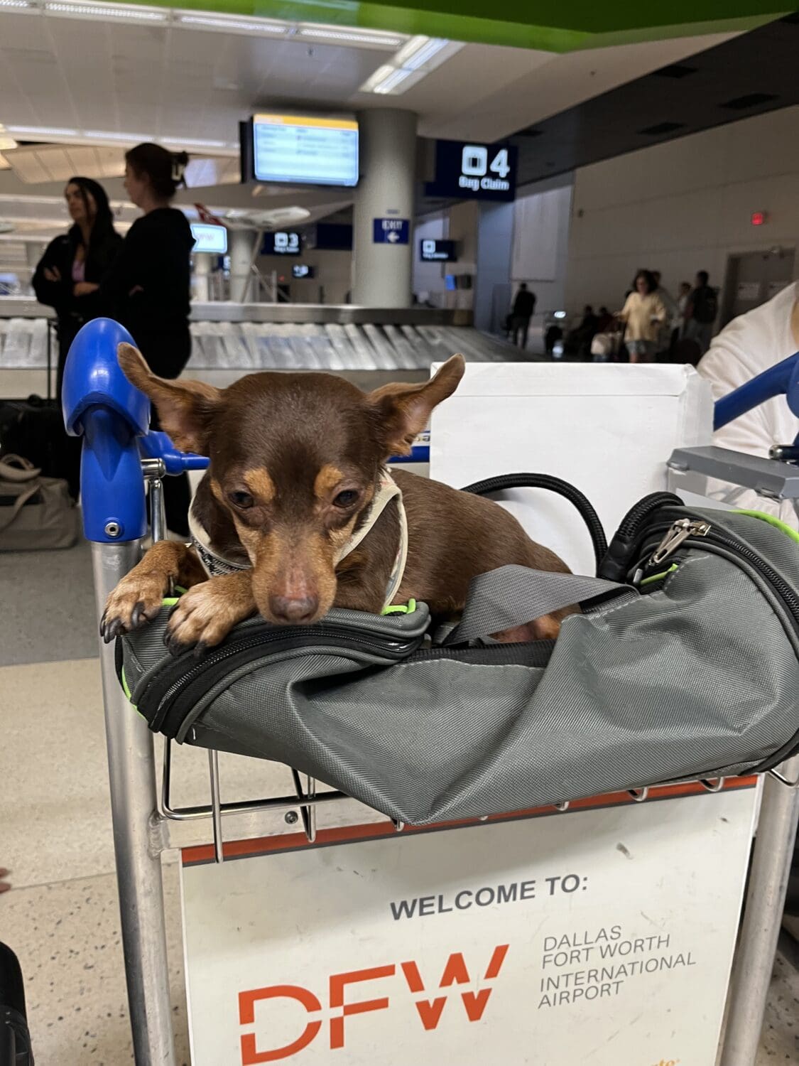 How To Bring Your Dog from Mexico to the US in 2025: New Requirements