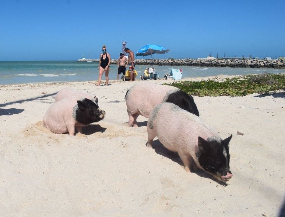 Pig Beach Yucatan